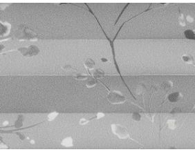 Crepp Flower 285-02 Weiß/Grau